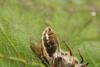 Andrena labialis